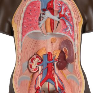 Man/vrouw torso Afrikaans, 24-delig rompmodel