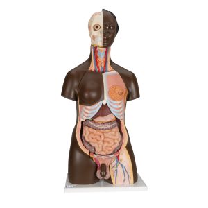 Man/vrouw torso Afrikaans, 24-delig rompmodel