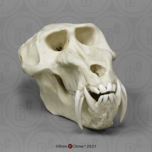 Mandril Schedelmodel, mannelijk