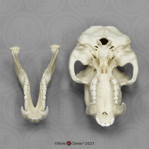 Mandril Schedelmodel, mannelijk