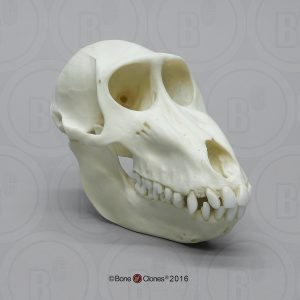 Mandril Schedelmodel, vrouwelijk
