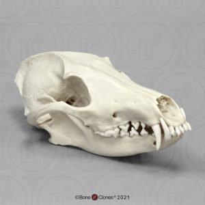 Manenwolf Schedelmodel