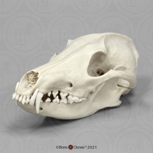 Manenwolf Schedelmodel