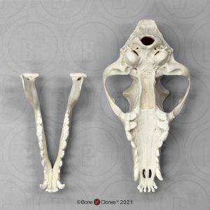 Manenwolf Schedelmodel