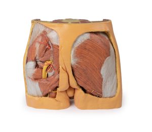 Mannelijk Bekken, 3D Print
