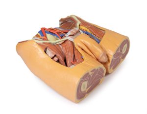Mannelijk Bekken, 3D Print