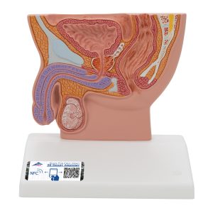 Mannelijk bekken doorsnede, 1/2x ware grootte