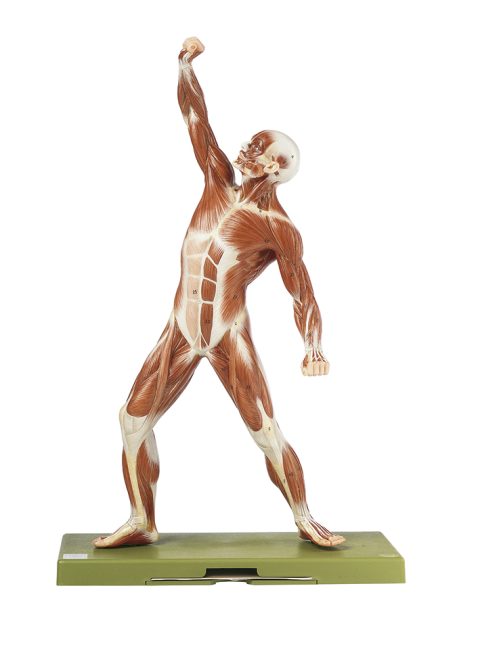 Mannelijk spieren model, 53 cm