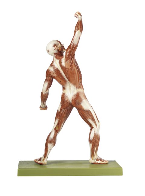 Mannelijk spieren model, 53 cm