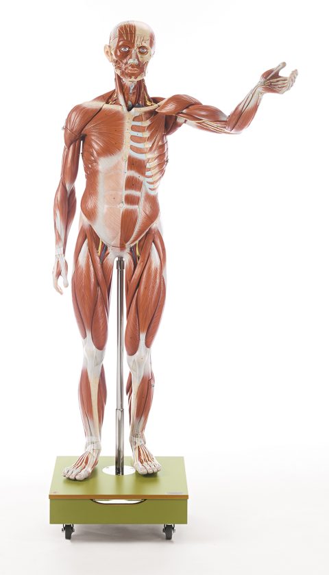 Mannelijk Spierfiguur Somso, 129 cm, 36-delig