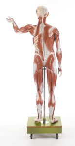 Mannelijk Spierfiguur Somso, 129 cm, 36-delig