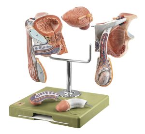 Mannelijke geslachtsorganen model, 5-delig