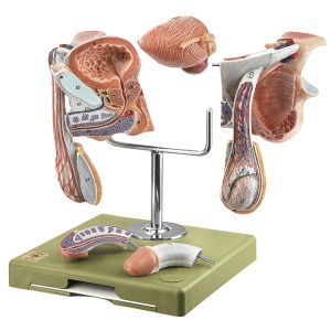 Mannelijke geslachtsorganen model, 5-delig