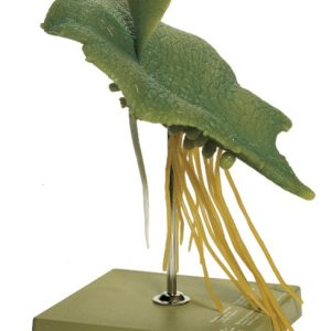 Mannetjesvaren Model, voorkiem