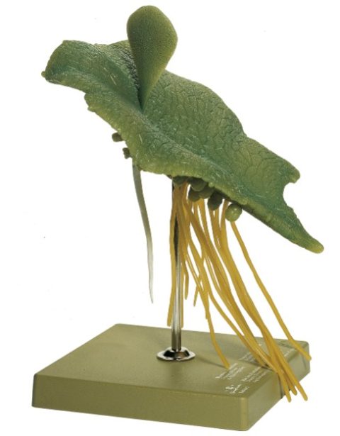 Mannetjesvaren Model, voorkiem