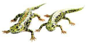 Marmersalamander Modellenset