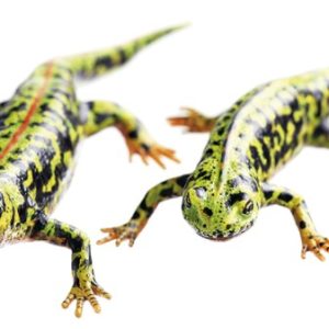Marmersalamander Modellenset