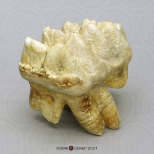 Mastodont Kies