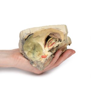 Mediale Oogkas, 3D Print