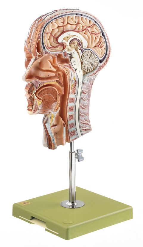 Mediane Doorsnede Hoofd Model