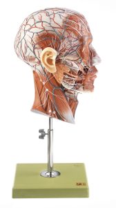 Mediane Doorsnede Hoofd Model