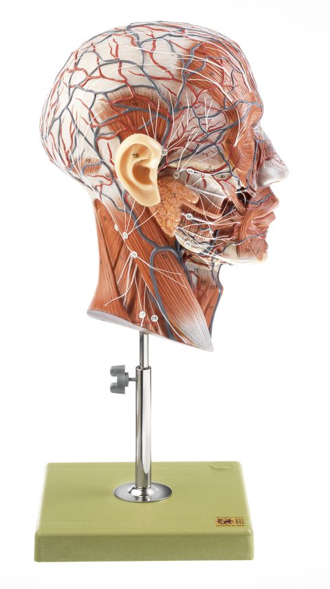 Mediane Doorsnede Hoofd Model