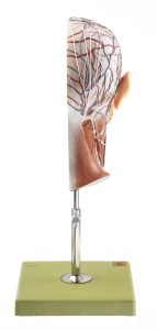 Mediane Doorsnede Hoofd Model