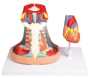 Mediastinum Model