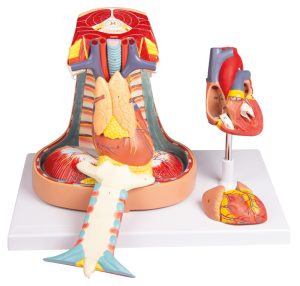 Mediastinum Model