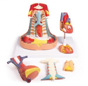 Mediastinum Model