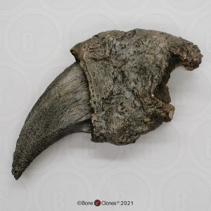 Megatherium Klauw