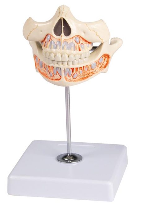 Melkgebit Model