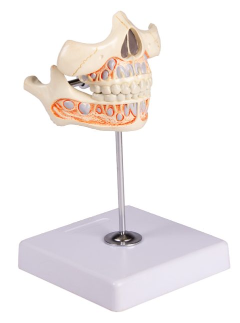 Melkgebit Model