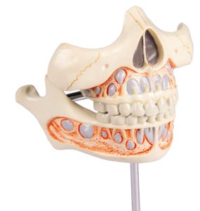 Melkgebit Model