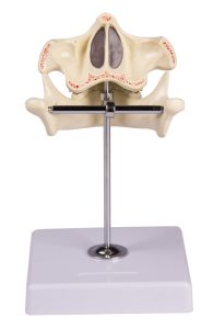 Melkgebit Model