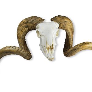 Merinoschaap Schedelmodel met Hoorns