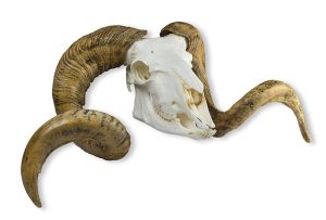 Merinoschaap Schedelmodel met Hoorns