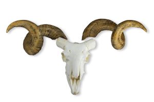 Merinoschaap Schedelmodel met Hoorns