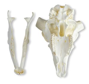 Merinoschaap Schedelmodel met Hoorns