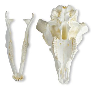 Merinoschaap Schedelmodel met Hoorns