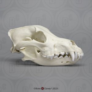 Mexicaanse Wolf Schedelmodel