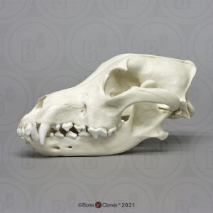 Mexicaanse Wolf Schedelmodel