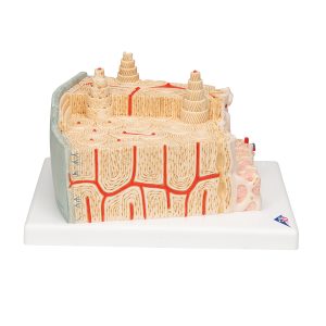 MicroAnatomie Botstructuur, 80x vergroot