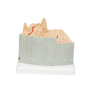MicroAnatomie Botstructuur, 80x vergroot