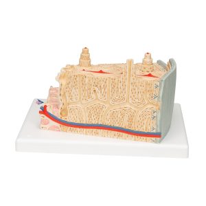 MicroAnatomie Botstructuur, 80x vergroot