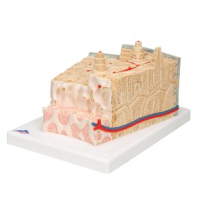 MicroAnatomie Botstructuur, 80x vergroot