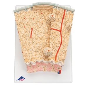 MicroAnatomie Botstructuur, 80x vergroot