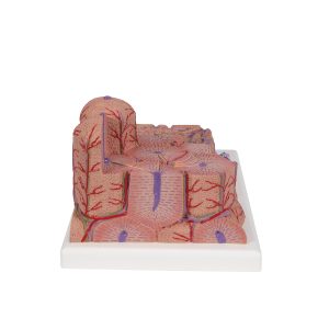 Micro-Anatomie van de Lever