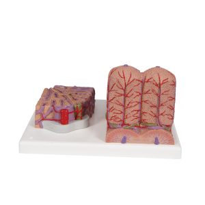 Micro-Anatomie van de Lever