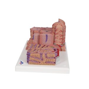 Micro-Anatomie van de Lever